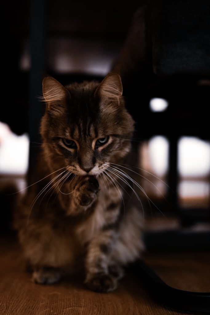 Eine flauschige, getigerte Katze sitzt auf einem Holzboden und leckt sich die Vorderpfote. Der Hintergrund ist schwach beleuchtet und schafft eine gemütliche und intime Atmosphäre.